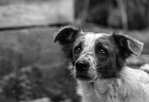 Συνελήφθη άνδρας στη Μάνη για παραμέληση σκύλου