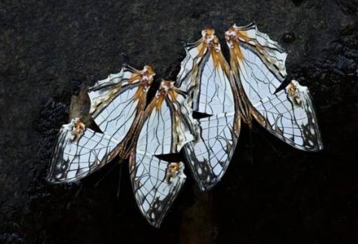 Σπάνια είδη ζώων και φυτών ανακαλύφθηκαν βαθιά μέσα στα βουνά της Καμπότζης