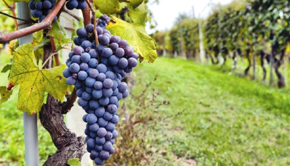 &Upsilon;&pi;&omicron;&beta;&omicron;&lambda;ή &delta;&eta;&lambda;ώ&sigma;&epsilon;&omega;&nu; &sigma;&upsilon;&gamma;&kappa;&omicron;&mu;&iota;&delta;ή&sigmaf; &sigma;&tau;&alpha;&phi;&upsilon;&lambda;&iota;ώ&nu; &gamma;&iota;&alpha; &tau;&omicron; έ&tau;&omicron;&sigmaf; 2024