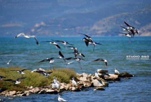 Σπάνιο θέαμα στον Υδροβιότοπο Ναυπλίου χάρισαν οι καλαμοκανάδες