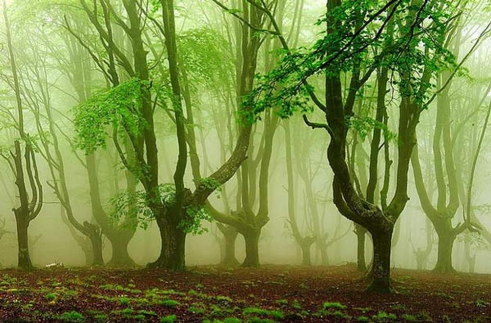 &Tau;&omicron; &pi;&alpha;&lambda;&iota;&kappa;ά&rho;&iota; &kappa;&alpha;&iota; &omicron;&iota; &sigma;&kappa;&upsilon;&lambda;&omicron;&kappa;έ&phi;&alpha;&lambda;&omicron;&iota;