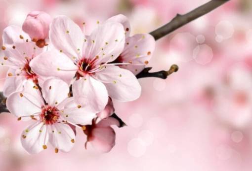 Ετήσια φιλανθρωπική εκδήλωση  από τις «Σπαρτιάτισσες»