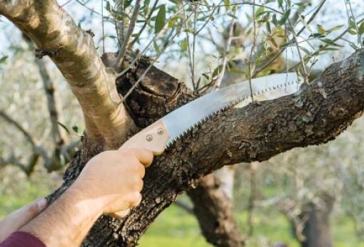 Ελαιοκλαδέματα: από υπόλειμμα σε σύμμαχο του ελαιώνα