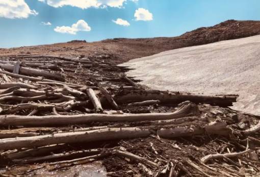 Πευκοδάσος 6.000 ετών αποκαλύφθηκε καθώς οι πάγοι λιώνουν στα Βραχώδη Όρη