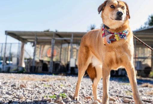 Χνουδωτές διαδρομές: Γνωριμία με τον Φίλιππο