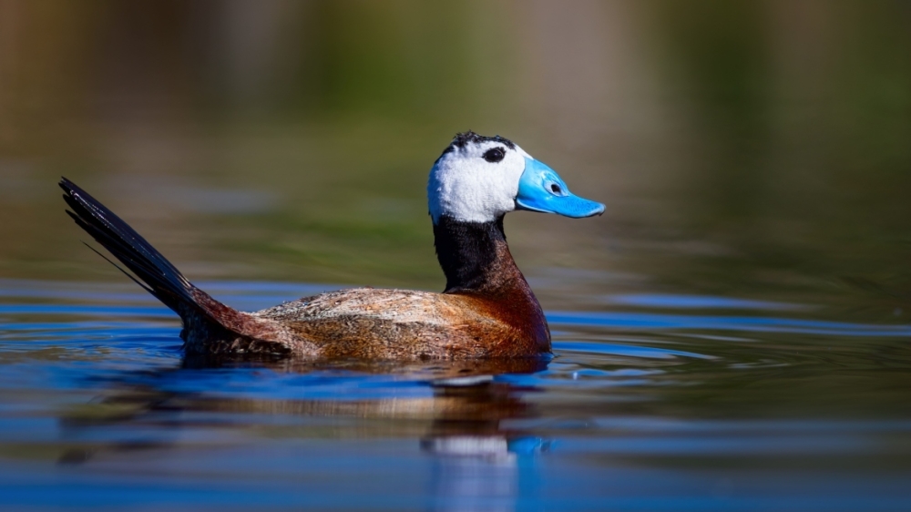 &Tau;&iota; &epsilon;ί&nu;&alpha;&iota; &tau;&omicron; &kappa;&epsilon;&phi;&alpha;&lambda;&omicron;ύ&delta;&iota; &pi;&omicron;&upsilon; &laquo;&tau;&rho;έ&nu;&tau;&alpha;&rho;&epsilon;&raquo; &sigma;&tau;&iota;&sigmaf; &kappa;&omicron;&rho;&upsilon;&phi;&alpha;ί&epsilon;&sigmaf; &alpha;&nu;&alpha;&zeta;&eta;&tau;ή&sigma;&epsilon;&iota;&sigmaf; &tau;&eta;&sigmaf; Google &tau;&omicron; 2024