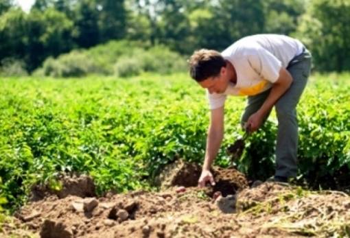 Στ. Χρυσαδάκος: «Δικαίωση για τους Λάκωνες βιοκαλλιεργητές»