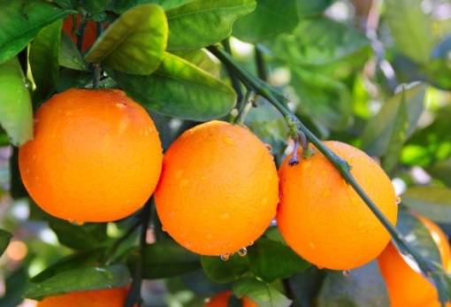 Πρώτες κοπές και πωλήσεις για το πορτοκάλι στη Λακωνία