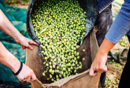 Κάτι παραπάνω από 300.000 τόνους ελαιολάδου αναμένεται να παράξει η Ιταλία