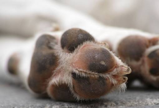 Για κακοποίηση σκύλου συνελήφθη άνδρας στη Σπάρτη