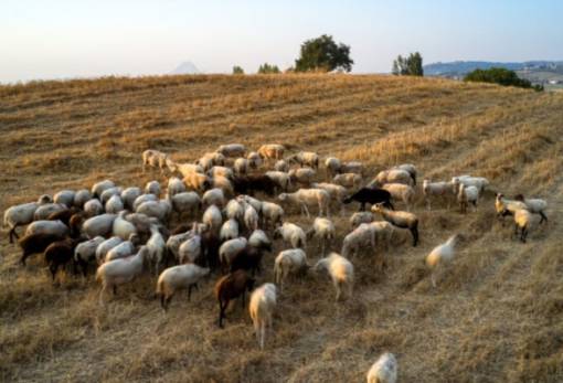 Επιβεβαιώθηκε εστία πανώλης σε αιγοπρόβατα στην Κορινθία