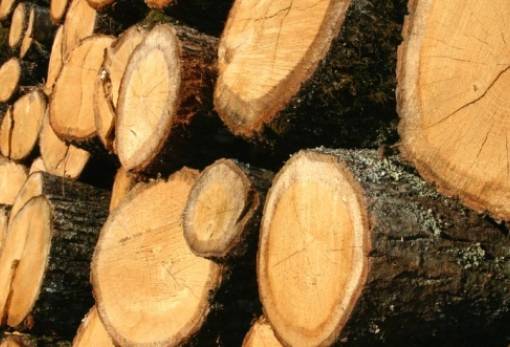 Τα καυσόξυλα «έκαψαν» επίδοξους… επιδρομείς  στις Αμύκλες