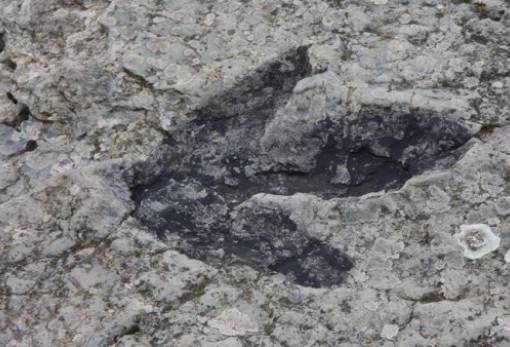 Έρευνα έφερε στο φως μία άγνωστη έως τώρα μαζική εξαφάνιση ειδών στη Γη