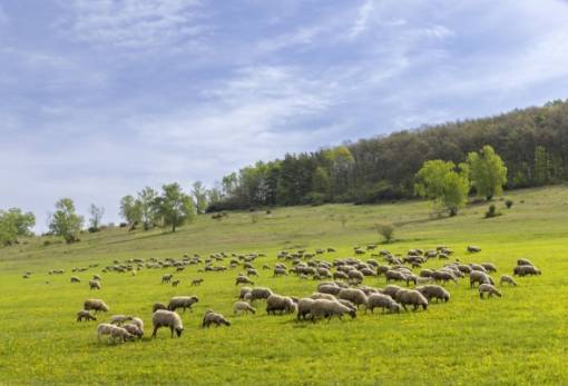 Δημοσιεύθηκε το ΦΕΚ για τις αποζημιώσεις σε κτηνοτρόφους τα ζώα των οποίων επλήγησαν από πανώλη κι ευλογιά