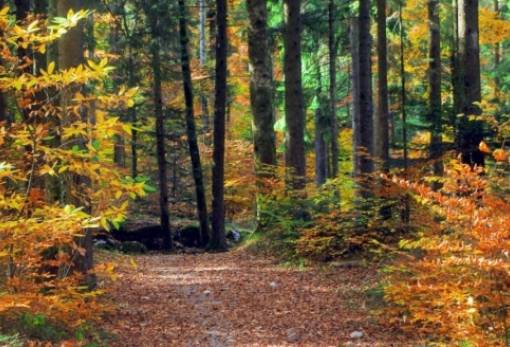 Το μυστήριο της αλλαγής χρωμάτων των φθινοπωρινών φύλλων