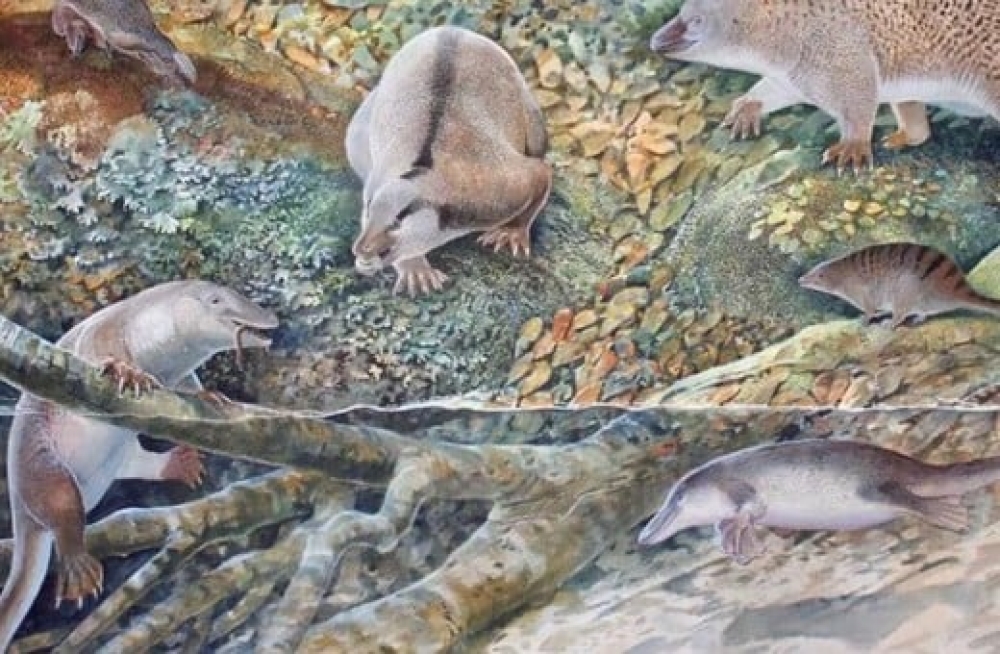 &Nu;έ&omicron; &pi;&lambda;ά&sigma;&mu;&alpha;, &pi;&rho;ό&gamma;&omicron;&nu;&omicron; &tau;&omicron;&upsilon; &pi;&lambda;&alpha;&tau;ύ&pi;&omicron;&delta;&alpha; &kappa;&alpha;&iota; &tau;&eta;&sigmaf; έ&chi;&iota;&delta;&nu;&alpha;&sigmaf;, &alpha;&nu;&alpha;&kappa;ά&lambda;&upsilon;&psi;&alpha;&nu; &epsilon;&pi;&iota;&sigma;&tau;ή&mu;&omicron;&nu;&epsilon;&sigmaf; &sigma;&tau;&eta;&nu; &Alpha;&upsilon;&sigma;&tau;&rho;&alpha;&lambda;ί&alpha;