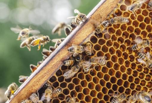 Έως 15/10 οι πληρωμές σε μελισσοκομικές Δράσεις