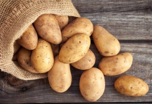 Πατάτα: Βροχή και ασθένειες πλήττουν την Ευρώπη