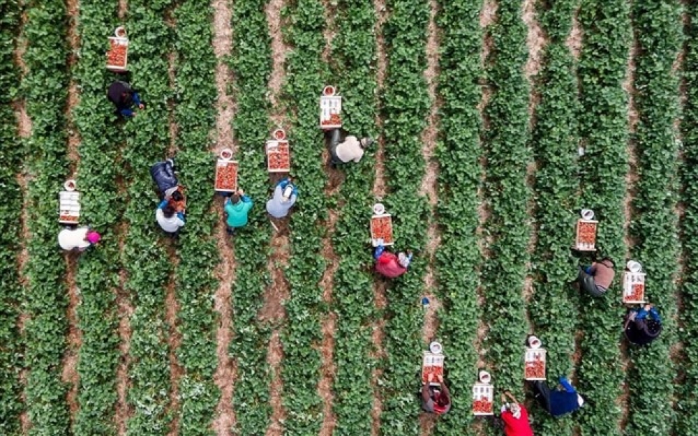 &Eta; &Pi;&epsilon;&rho;&iota;&phi;έ&rho;&epsilon;&iota;&alpha; &Pi;&epsilon;&lambda;&omicron;&pi;&omicron;&nu;&nu;ή&sigma;&omicron;&upsilon; &alpha;&nu;&alpha;&lambda;&alpha;&mu;&beta;ά&nu;&epsilon;&iota; &tau;&omicron;&nu; &epsilon;&mu;&beta;&omicron;&lambda;&iota;&alpha;&sigma;&mu;ό &tau;&omega;&nu; &epsilon;&rho;&gamma;&alpha;&tau;ώ&nu; &gamma;&eta;&sigmaf;