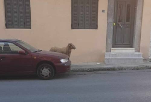 «Απολωλός» προβατάκι βόλταρε στη... μισή Σπάρτη