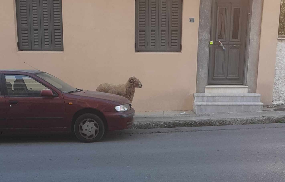 &laquo;&Alpha;&pi;&omicron;&lambda;&omega;&lambda;ό&sigmaf;&raquo; &pi;&rho;&omicron;&beta;&alpha;&tau;ά&kappa;&iota; &beta;ό&lambda;&tau;&alpha;&rho;&epsilon; &sigma;&tau;&eta;... &mu;&iota;&sigma;ή &Sigma;&pi;ά&rho;&tau;&eta;