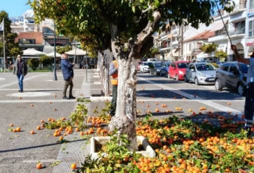 Σε εξέλιξη η αρχική φάση αποκομιδής νεραντζιών στη Σπάρτη