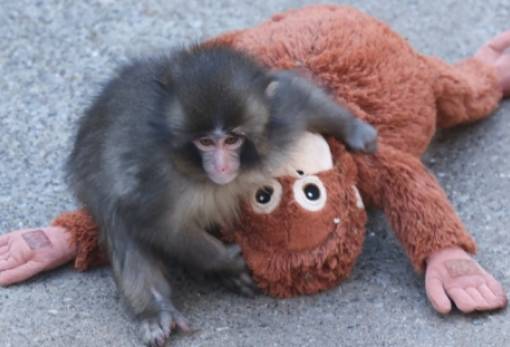 Γιατί η μαμά απέρριψε τον μικρό Punch