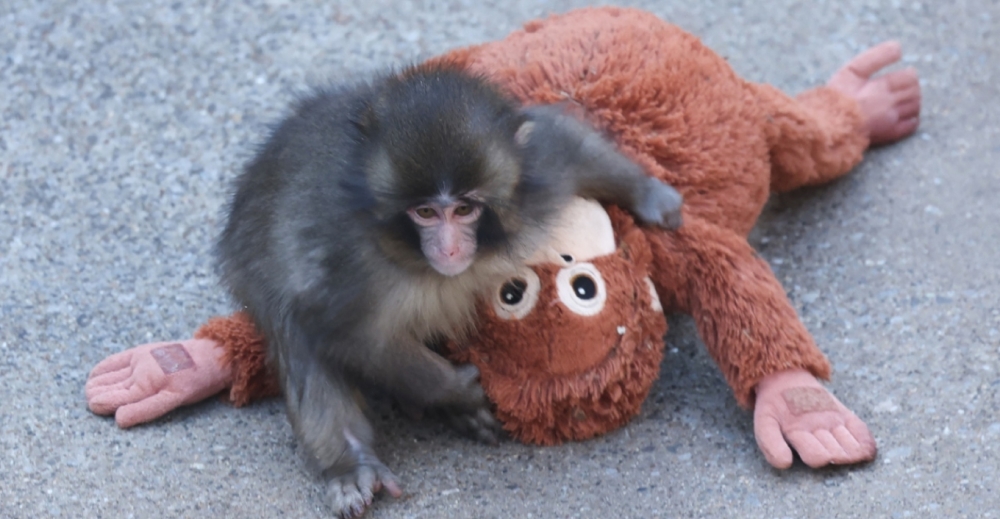 &Gamma;&iota;&alpha;&tau;ί &eta; &mu;&alpha;&mu;ά &alpha;&pi;έ&rho;&rho;&iota;&psi;&epsilon; &tau;&omicron;&nu; &mu;&iota;&kappa;&rho;ό Punch