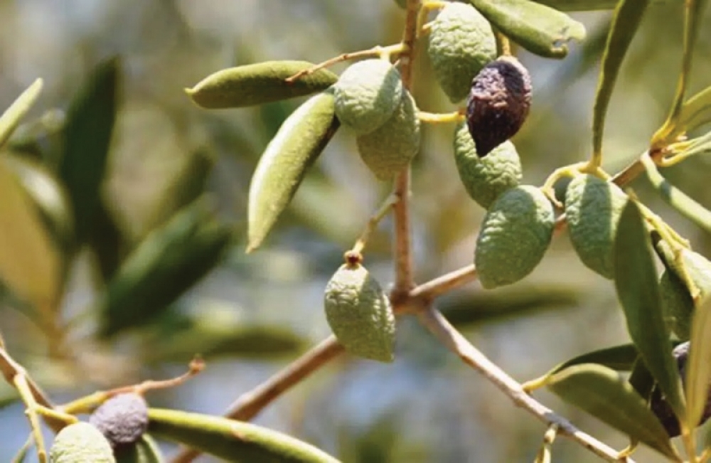 &Sigma;&tau;&alpha; &laquo;&sigma;&kappa;&alpha;&rho;&iota;ά&raquo; &tau;&omicron; &Kappa;έ&nu;&tau;&rho;&omicron; &Pi;&alpha;&rho;&alpha;&kappa;&omicron;&lambda;&omicron;ύ&theta;&eta;&sigma;&eta;&sigmaf; &Delta;&epsilon;&delta;&omicron;&mu;έ&nu;&omega;&nu; &Kappa;&lambda;&iota;&mu;&alpha;&tau;&iota;&kappa;ή&sigmaf; &Alpha;&lambda;&lambda;&alpha;&gamma;ή&sigmaf;