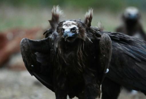 Οι πρώτοι μαυρογύπες για το 2026 γεννήθηκαν στο δάσος της Δαδιάς