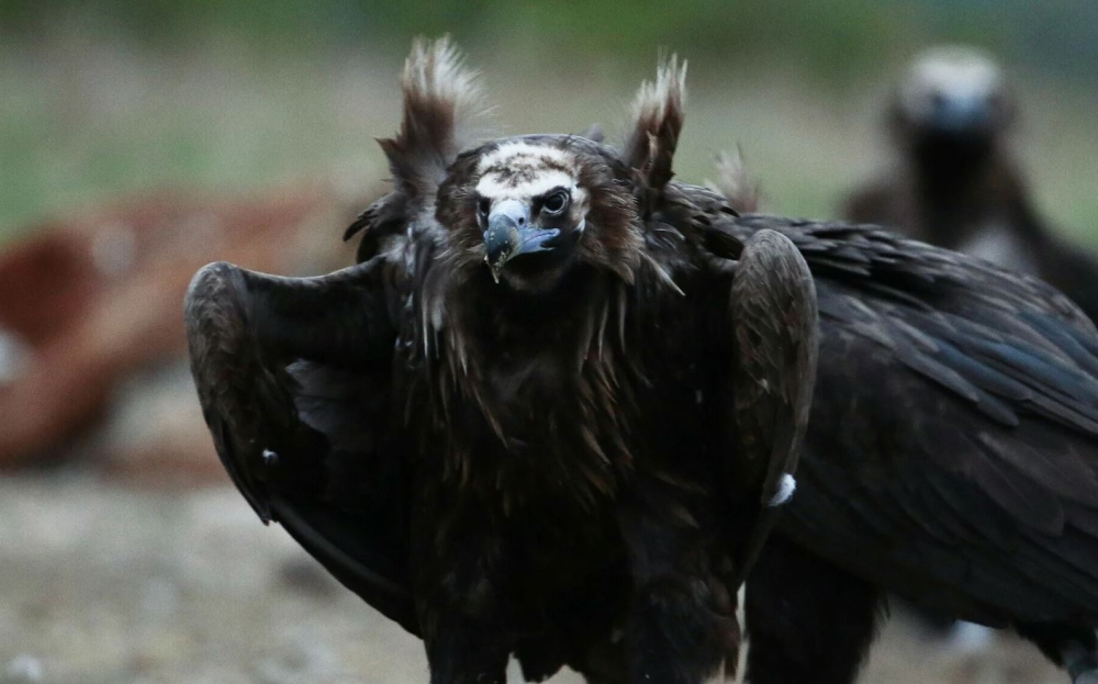 &Omicron;&iota; &pi;&rho;ώ&tau;&omicron;&iota; &mu;&alpha;&upsilon;&rho;&omicron;&gamma;ύ&pi;&epsilon;&sigmaf; &gamma;&iota;&alpha; &tau;&omicron; 2026 &gamma;&epsilon;&nu;&nu;ή&theta;&eta;&kappa;&alpha;&nu; &sigma;&tau;&omicron; &delta;ά&sigma;&omicron;&sigmaf; &tau;&eta;&sigmaf; &Delta;&alpha;&delta;&iota;ά&sigmaf;