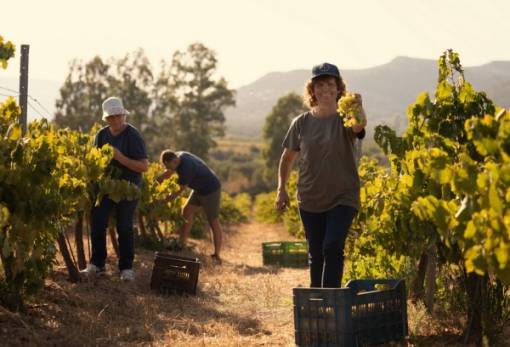 Άυλη Πολιτιστική Κληρονομιά της Unesco ο Λιαστός οίνος Μαλβαζία