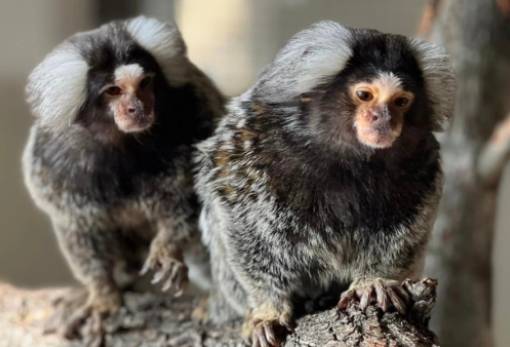 Νέα ανακάλυψη: Οι μαΐμούδες μαρμοζέτες χρησιμοποιούν ονόματα όταν καλούν η μία την άλλη