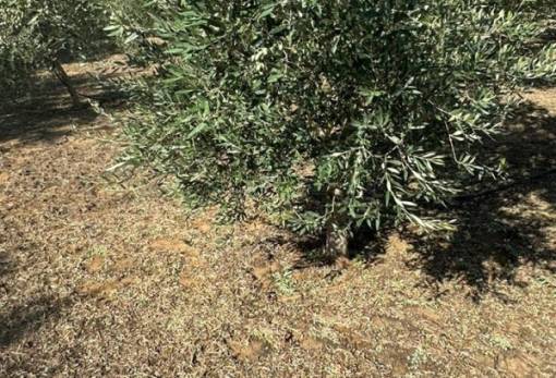 Την άνοιξη οι αποζημιώσεις για το χαλάζι στον Δ. Μονεμβασίας