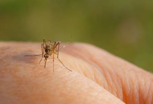 Ιός Δυτικού Νείλου: Έξι θάνατοι ασθενών έως τα μέσα του 2024, οι πέντε σε μια βδομάδα