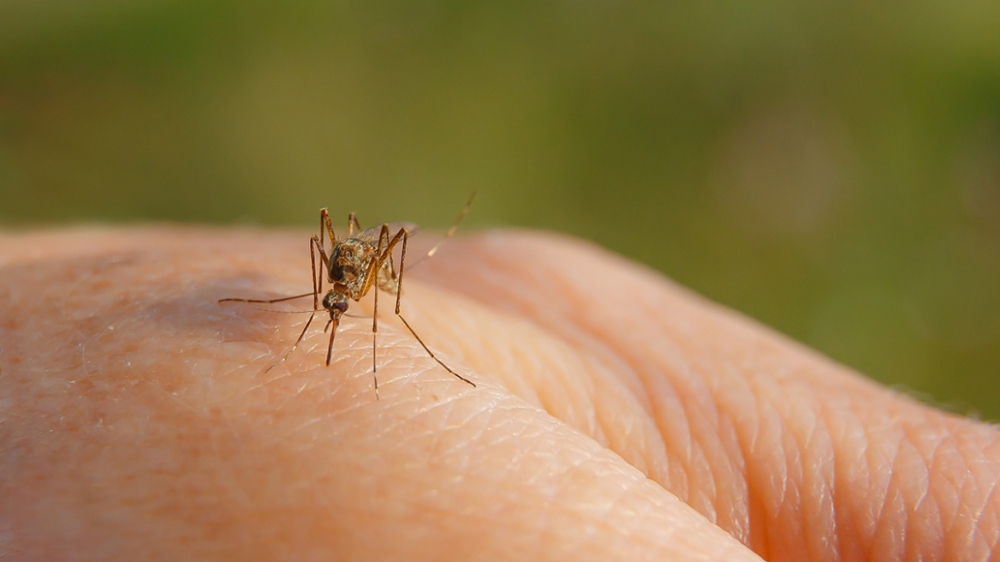 &Iota;ό&sigmaf; &Delta;&upsilon;&tau;&iota;&kappa;&omicron;ύ &Nu;&epsilon;ί&lambda;&omicron;&upsilon;: Έ&xi;&iota; &theta;ά&nu;&alpha;&tau;&omicron;&iota; &alpha;&sigma;&theta;&epsilon;&nu;ώ&nu; έ&omega;&sigmaf; &tau;&alpha; &mu;έ&sigma;&alpha; &tau;&omicron;&upsilon; 2024, &omicron;&iota; &pi;έ&nu;&tau;&epsilon; &sigma;&epsilon; &mu;&iota;&alpha; &beta;&delta;&omicron;&mu;ά&delta;&alpha;