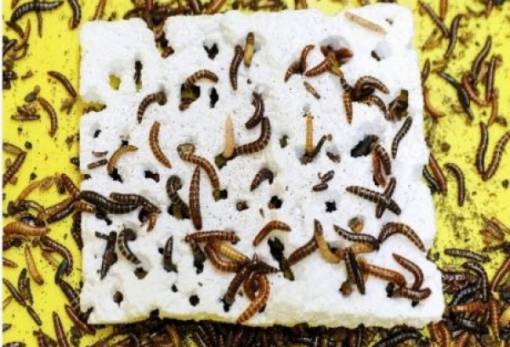 Το σκουλήκι που μπορεί να σώσει τον... κόσμο