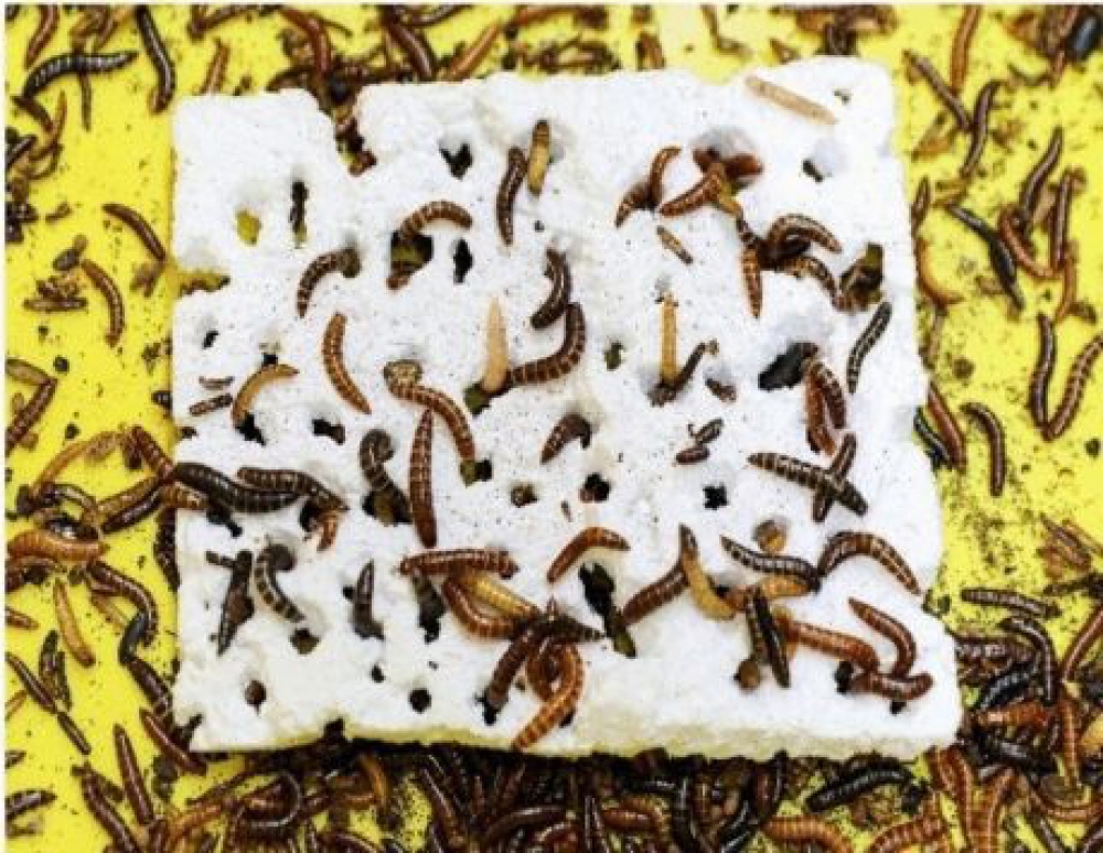 &Tau;&omicron; &sigma;&kappa;&omicron;&upsilon;&lambda;ή&kappa;&iota; &pi;&omicron;&upsilon; &mu;&pi;&omicron;&rho;&epsilon;ί &nu;&alpha; &sigma;ώ&sigma;&epsilon;&iota; &tau;&omicron;&nu;... &kappa;ό&sigma;&mu;&omicron;