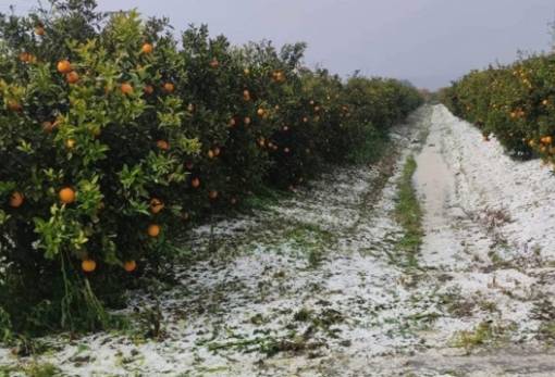 Αποτελέσματα του ΕΛΓΑ για το χαλάζι στις Κροκεές
