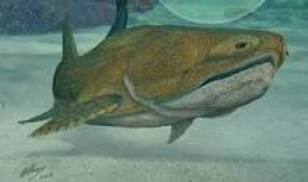 &Tau;&iota; &mu;&alpha;&gamma;&epsilon;ί&rho;&epsilon;&upsilon;&alpha;&nu; &sigma;&tau;&eta; &phi;&omega;&tau;&iota;ά 780.000 &chi;&rho;ό&nu;&iota;&alpha; &pi;&rho;&iota;&nu;;