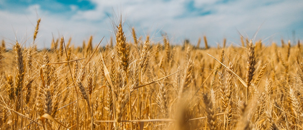 &Upsilon;&pi;&omicron;&tau;&omicron;&nu;&iota;&kappa;ή &eta; &zeta;ή&tau;&eta;&sigma;&eta; &gamma;&iota;&alpha; &sigma;&iota;&tau;ά&rho;&iota; &sigma;&tau;&eta;&nu; &Epsilon;&upsilon;&rho;ώ&pi;&eta;