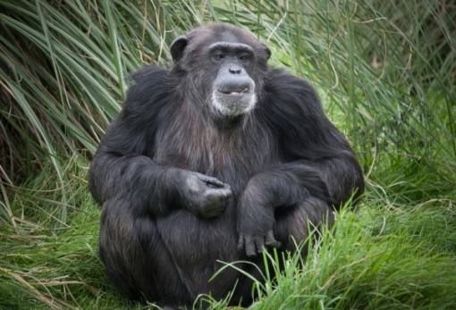 Αυτά είναι τα 5 ευφυέστερα ζώα στον πλανήτη