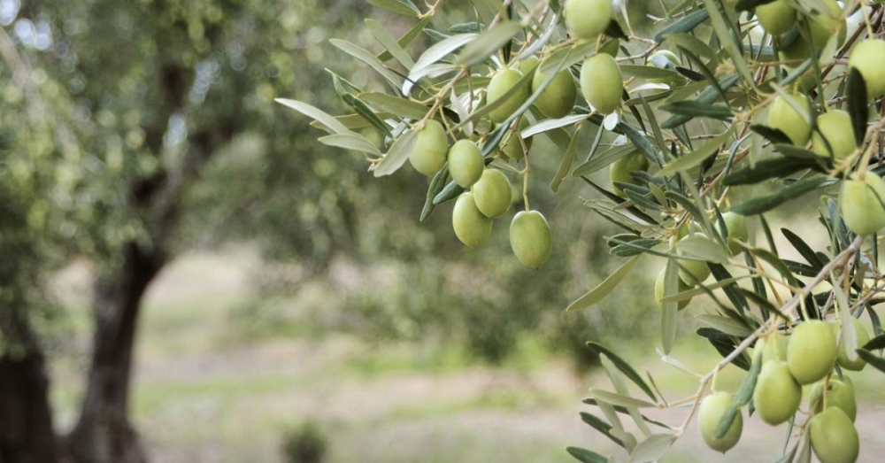 Ό&tau;&alpha;&nu; &eta; &theta;&epsilon;&rho;&mu;&omicron;&kappa;&rho;&alpha;&sigma;ί&alpha; &pi;έ&phi;&tau;&epsilon;&iota;: &Pi;ώ&sigmaf; &epsilon;&pi;&eta;&rho;&epsilon;ά&zeta;&epsilon;&tau;&alpha;&iota; &eta; &epsilon;&lambda;&iota;ά &kappa;&alpha;&iota; &pi;ώ&sigmaf; &pi;&rho;&omicron;&sigma;&tau;&alpha;&tau;&epsilon;ύ&epsilon;&tau;&alpha;&iota;