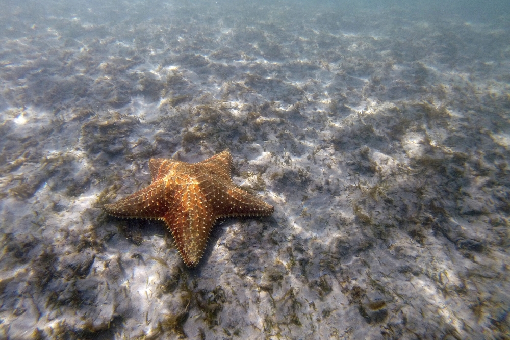 &Epsilon;&pi;&iota;&sigma;&tau;ή&mu;&omicron;&nu;&epsilon;&sigmaf; &alpha;&nu;&alpha;&kappa;ά&lambda;&upsilon;&psi;&alpha;&nu; &tau;&iota; έ&chi;&epsilon;&iota; &sigma;&kappa;&omicron;&tau;ώ&sigma;&epsilon;&iota; 5 &delta;&iota;&sigma;&epsilon;&kappa;&alpha;&tau;&omicron;&mu;&mu;ύ&rho;&iota;&alpha; &alpha;&sigma;&tau;&epsilon;&rho;ί&epsilon;&sigmaf; &tau;&alpha; &tau;&epsilon;&lambda;&epsilon;&upsilon;&tau;&alpha;ί&alpha; 12 &chi;&rho;ό&nu;&iota;&alpha;