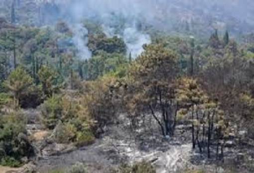 Φωτιά σε ξερόχορτα… «έκαψε» άνδρα σε περιοχή της Σπάρτης