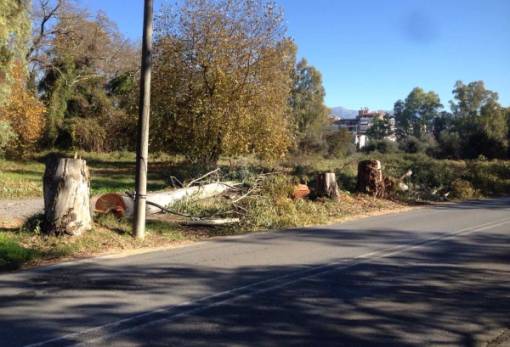 Γιατί δεν έκοψε τα βάτα αντί να θανατώσει ευκαλύπτους ο εργολάβος του Άλσους;