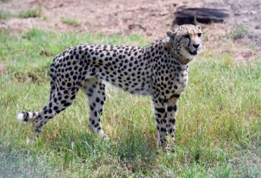 Εβδομήντα χρόνια μετά την εξαφάνισή τους, τα τσιτάχ επιστρέφουν στην Ινδία