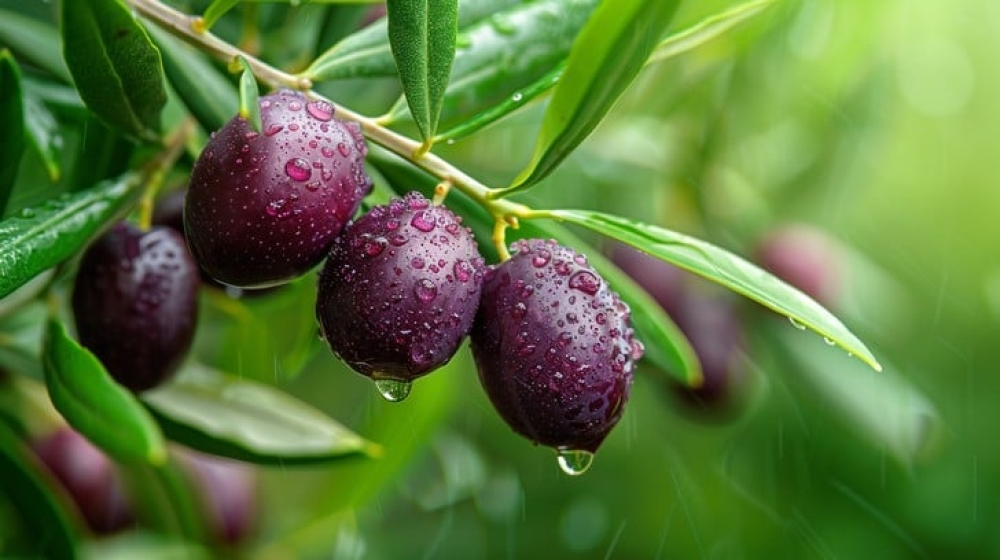 &Epsilon;&lambda;&iota;έ&sigmaf; &upsilon;&pi;ό &pi;ί&epsilon;&sigma;&eta;: &Pi;ώ&sigmaf; &omicron;&iota; &sigma;&upsilon;&nu;&epsilon;&chi;&epsilon;ί&sigmaf; &beta;&rho;&omicron;&chi;&omicron;&pi;&tau;ώ&sigma;&epsilon;&iota;&sigmaf; &epsilon;&nu;&epsilon;&rho;&gamma;&omicron;&pi;&omicron;&iota;&omicron;ύ&nu; &tau;&iota;&sigmaf; &alpha;&sigma;&theta;έ&nu;&epsilon;&iota;&epsilon;&sigmaf; &sigma;&epsilon; &phi;ύ&lambda;&lambda;&alpha; &kappa;&alpha;&iota; &kappa;&alpha;&rho;&pi;&omicron;ύ&sigmaf;