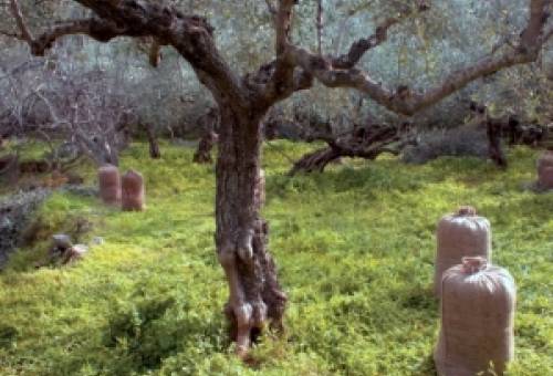 «Βραχνάς» οι κλοπές στα χωράφια γύρω από τη Σπάρτη