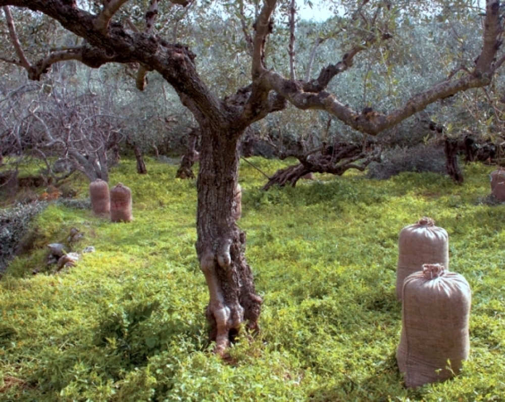 &laquo;&Beta;&rho;&alpha;&chi;&nu;ά&sigmaf;&raquo; &omicron;&iota; &kappa;&lambda;&omicron;&pi;έ&sigmaf; &sigma;&tau;&alpha; &chi;&omega;&rho;ά&phi;&iota;&alpha; &gamma;ύ&rho;&omega; &alpha;&pi;ό &tau;&eta; &Sigma;&pi;ά&rho;&tau;&eta;